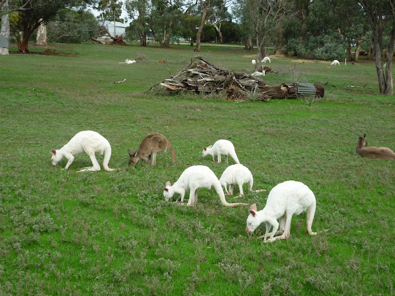 Great Ocean Road, Australien - April 2010