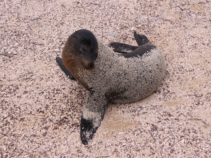 Galapagos Inseln, Ecuador - Juli 2009