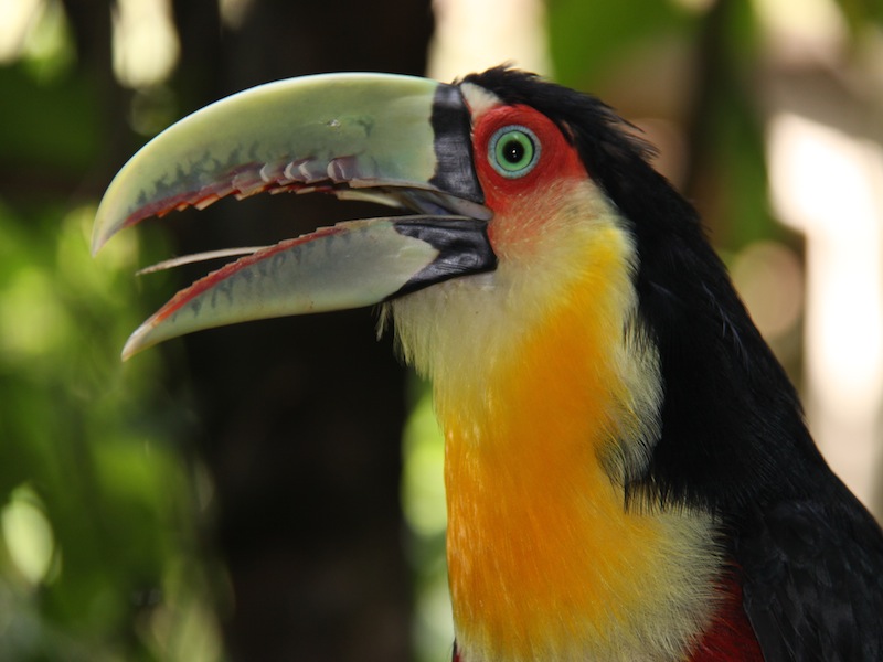 Vogelpark in Iguacu, Brasilien - Dezember 2009