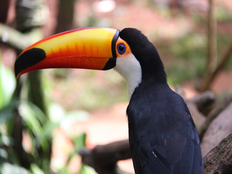 Vogelpark in Iguacu, Brasilien - Dezember 2009