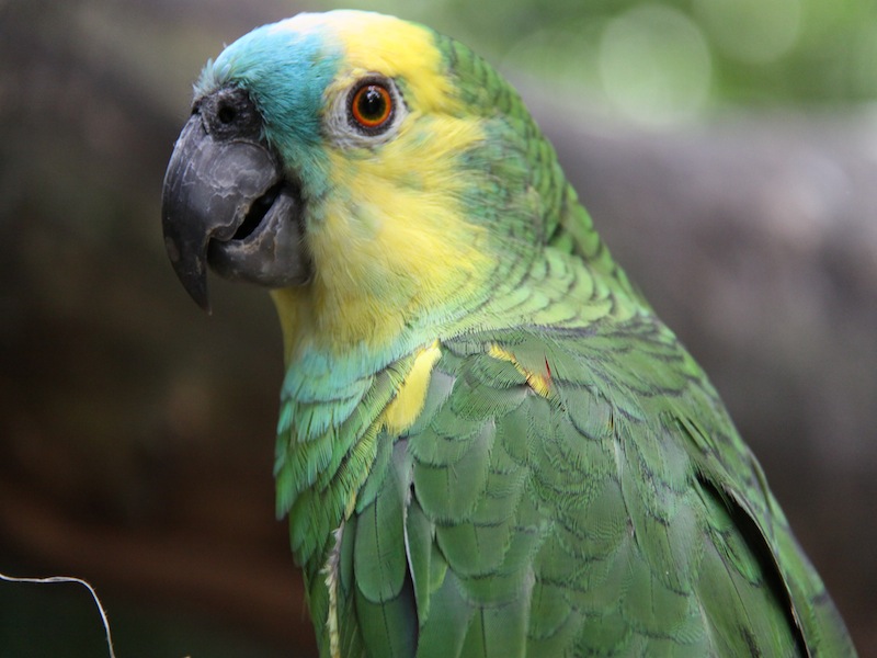 Vogelpark in Iguacu, Brasilien - Dezember 2009