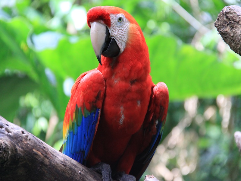 Vogelpark in Iguacu, Brasilien - Dezember 2009