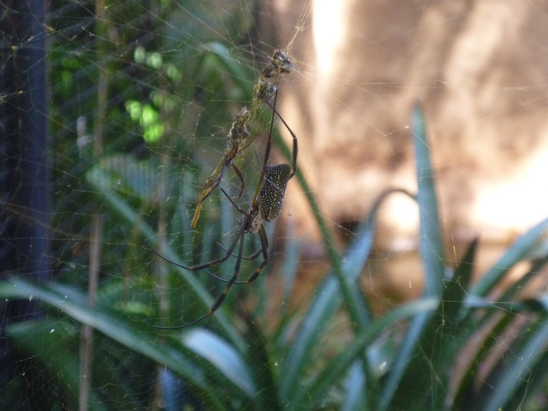 Vogelpark in Iguacu, Brasilien - Dezember 2009