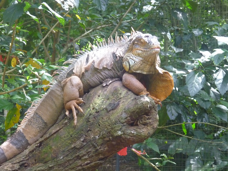 Vogelpark in Iguacu, Brasilien - Dezember 2009