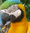 Vogelpark in Iguacu, Brasilien - Dezember 2009