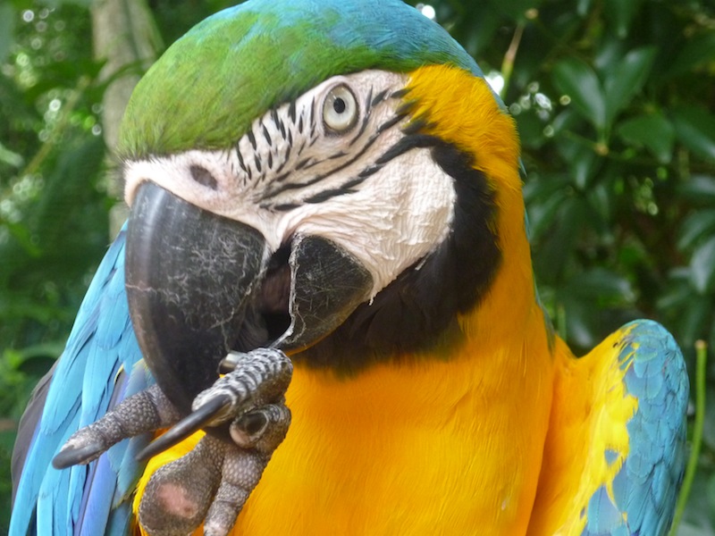 Vogelpark in Iguacu, Brasilien - Dezember 2009